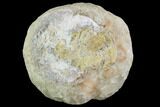 Fluorescent Calcite Geode Section - Morocco #89596-2
